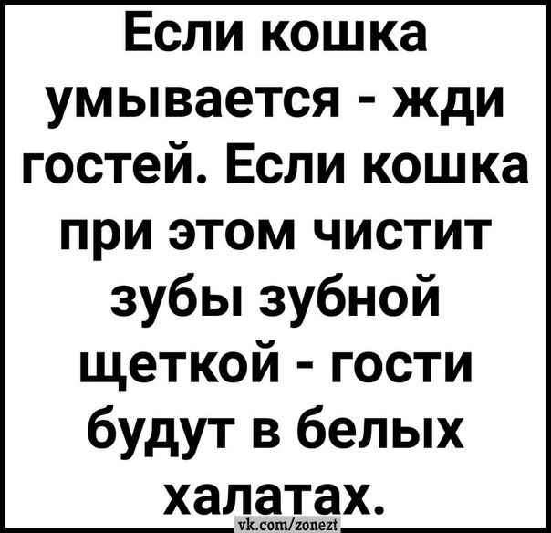 Если кошка умывается жди гостей Если кошка при этом чистит зубы зубной щеткой гости будут в белых халатах умеешщ