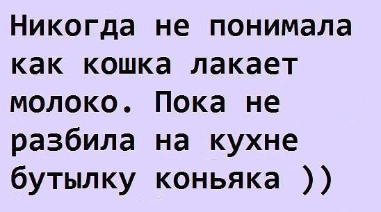 Никогда не понимала как кошка лакает молоко Пока не разбила на кухне бутылку коньяка