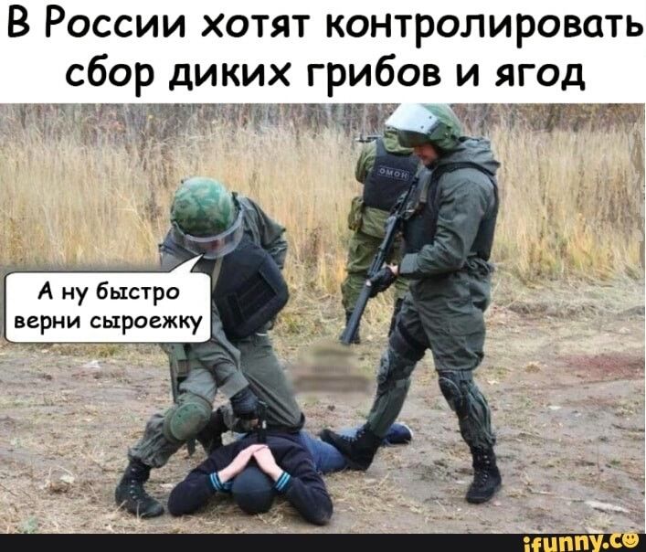 В России хотят контролировать сбор диких грибов и ягод