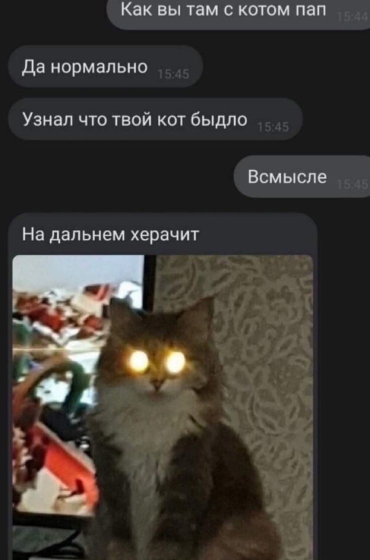 Как ВЫ там С КОТОМ ПЭП Да нормально Узнал что твой кот быдло Всмысле На дальнем херачит