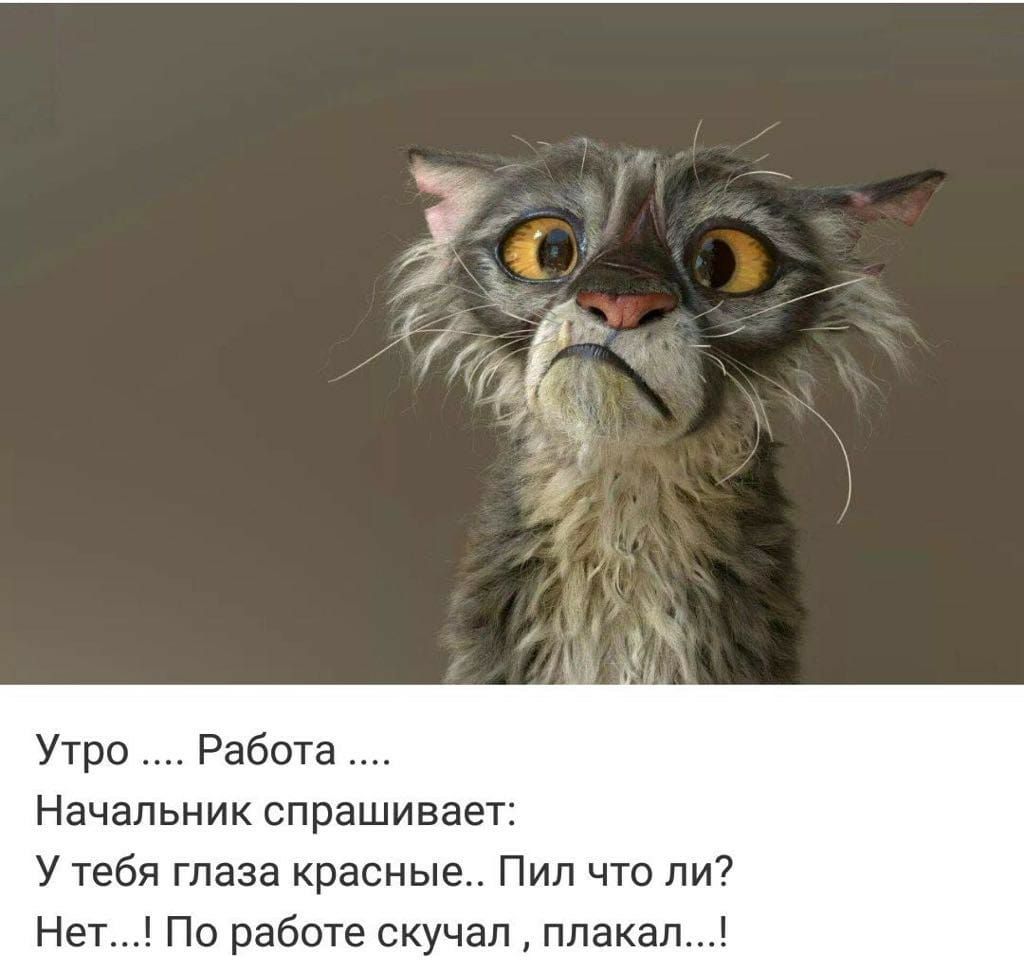 Утро Работа Начальник спрашивает У тебя глаза красные Пип чтоли Не По работе скучал ппака