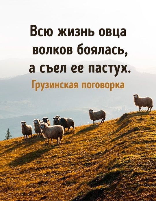 Всю жизнь овца волков боялась а СЪЕЛ 22 пастух л