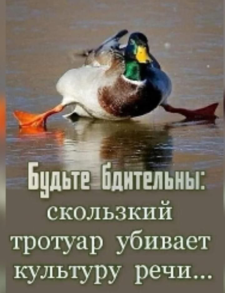 5 451 дн _ Бдльтвілитвльны скользкий тротуар убивает культуру речи
