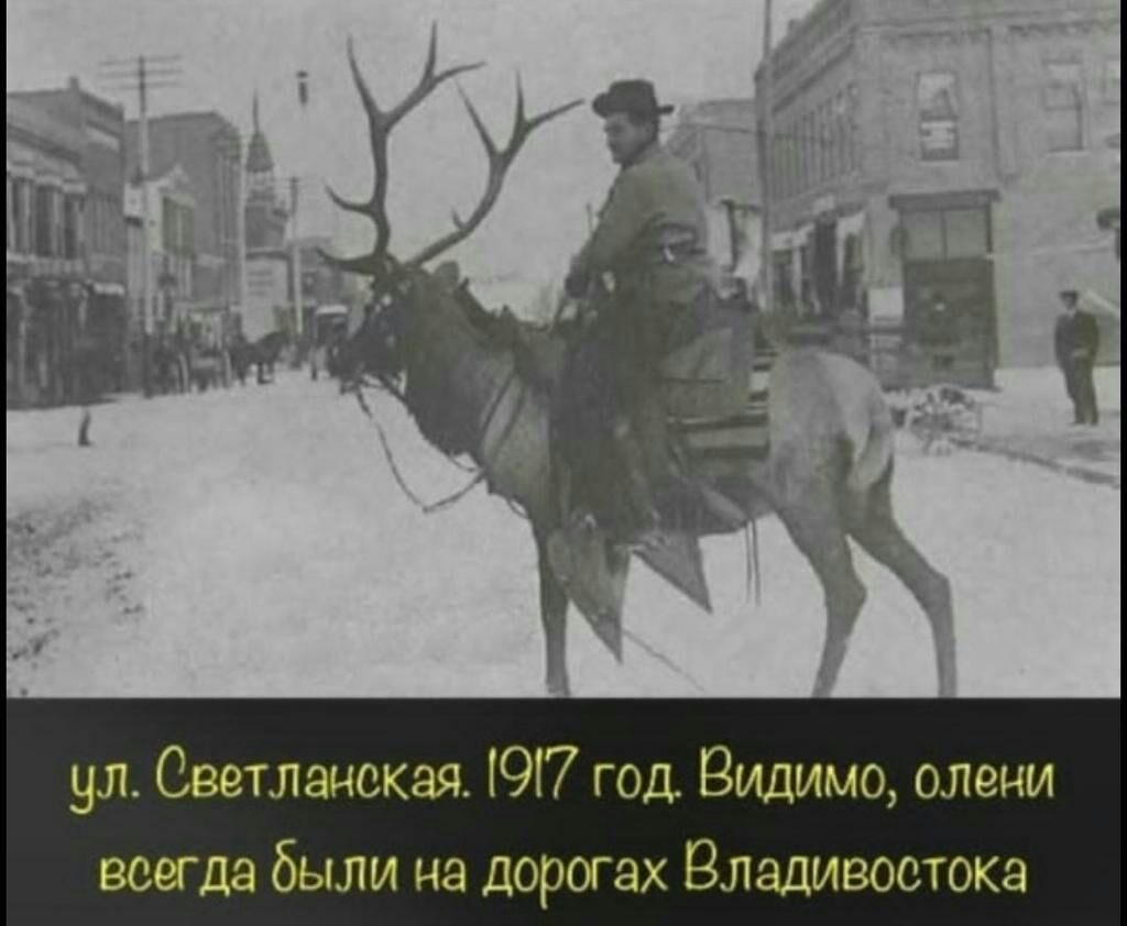 ул Светланская 197 год Видимо олеии ввиде были на дорогах Владивостока