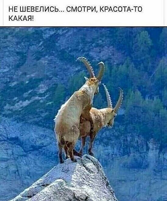 НЕ ШЕБЕПИСЬ СМ