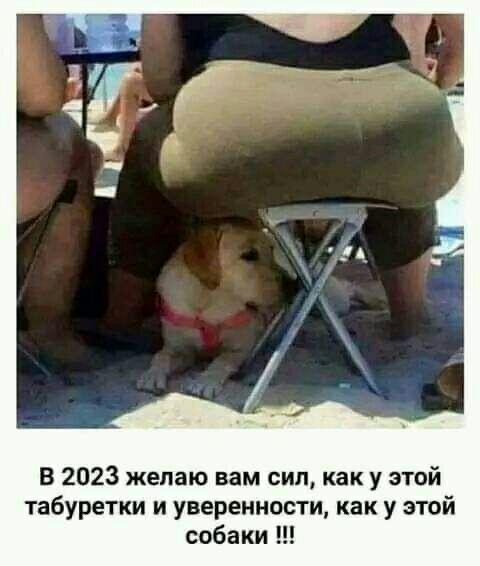 В 2023 желаю вам сип как у этой табуретки и уверенности как у этой собаки