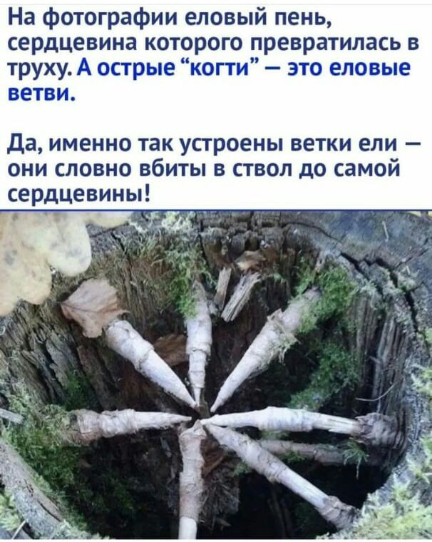 На фотографии еловый пень сердцевина которого превратилась в труху А острые копи это еловые ветви да ИМЕННО так устроены ВЕТКИ ели ОНИ словно вбиты В ствол до самой сердцевины