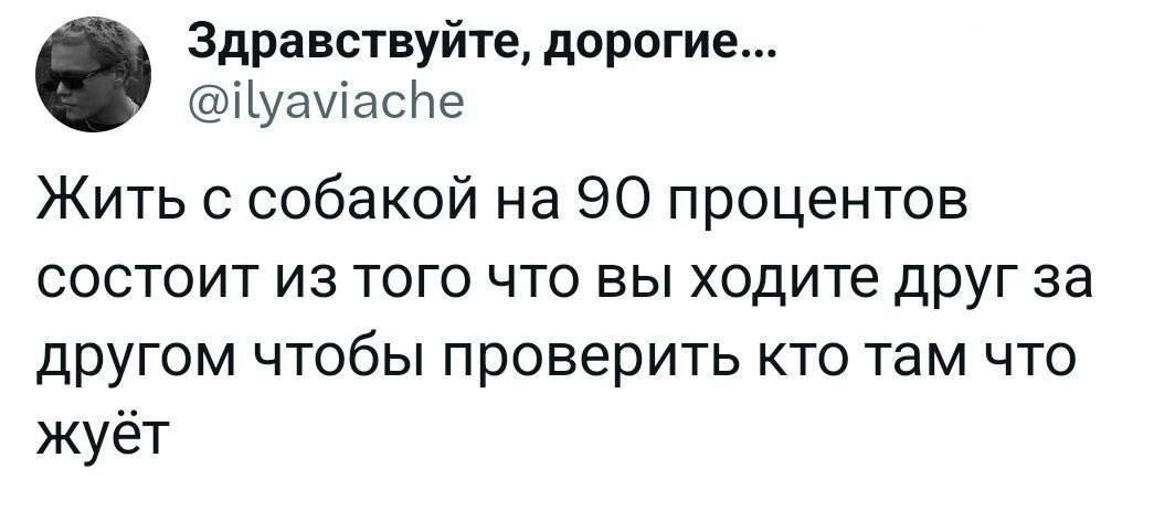 Здравствуйте дорогие ПуамасЬе Жить с собакой на 90 процентов состоит из того что вы ходите друг за другом чтобы проверить кто там что жуёт