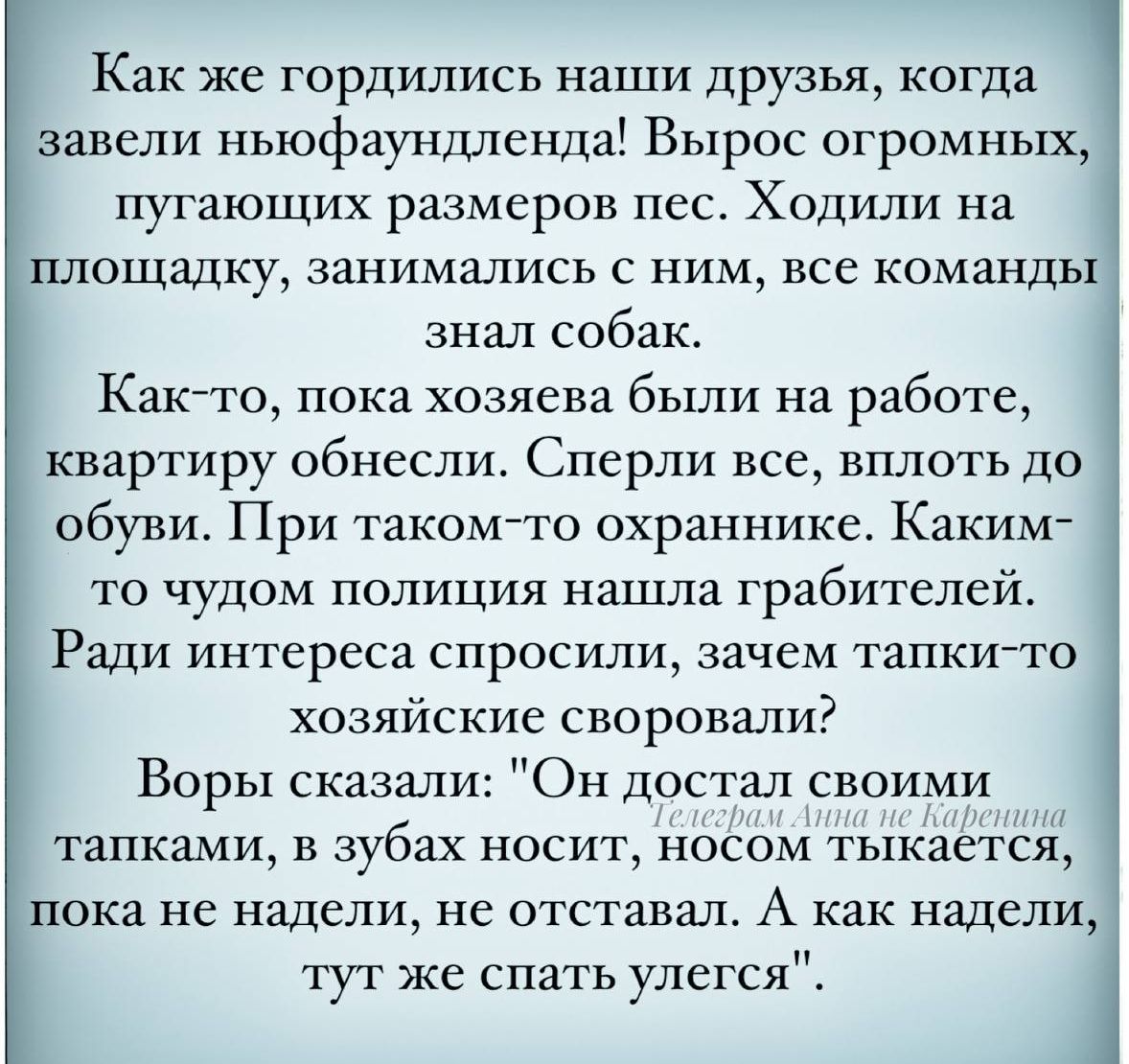 Как же гордились наши друзья когда завели ньюфаундленда Вырос огромных пугающих размеров пес Ходили на площадку занимались с ним все команды знал собак Как то пока хозяева были на работе квартиру обнесли Сперли все вплоть до обуви При таком то охраннике Каким о чудом полиция нашла грабителей Ради интереса спросили зачем тапки то хозяйские своровали