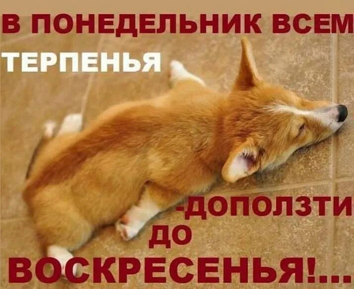 В понедельник всем вкгвсвнья'