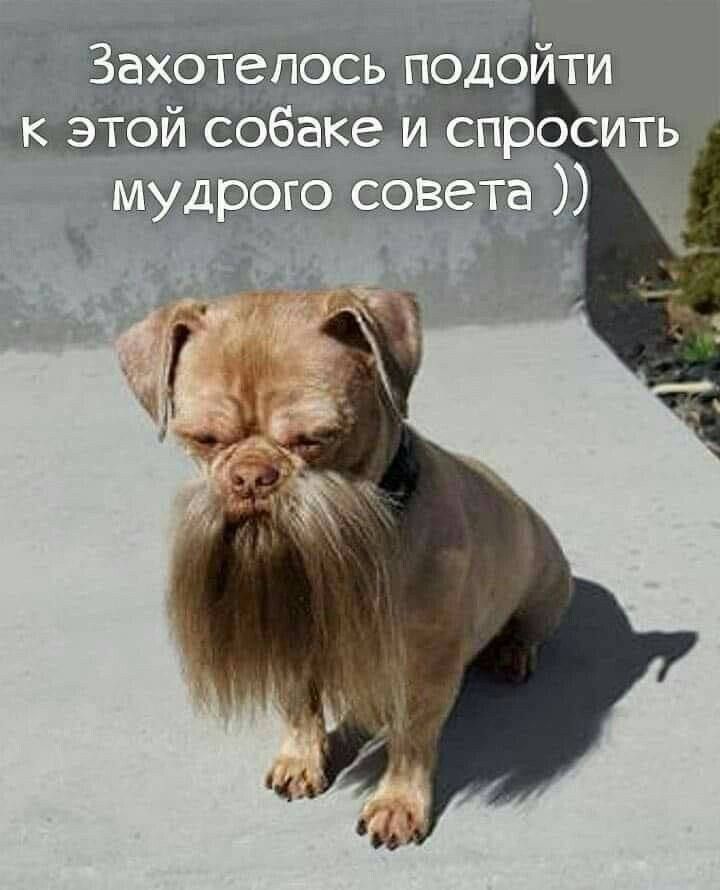 Захотелось подойти к этой собаке и спросить мудрого совета ))