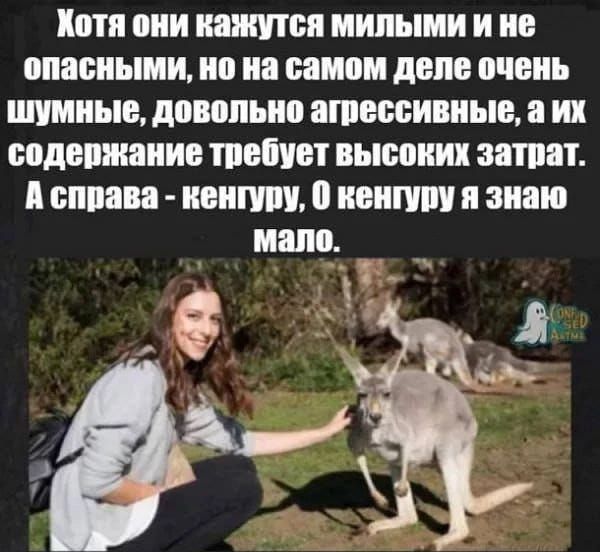 Хотя они кажутся милыми и не опасными, но на самом деле очень шумные, довольно агрессивные, а их содержание требует высоких затрат. А справа - кенгуру, О кенгуру я знаю мало.