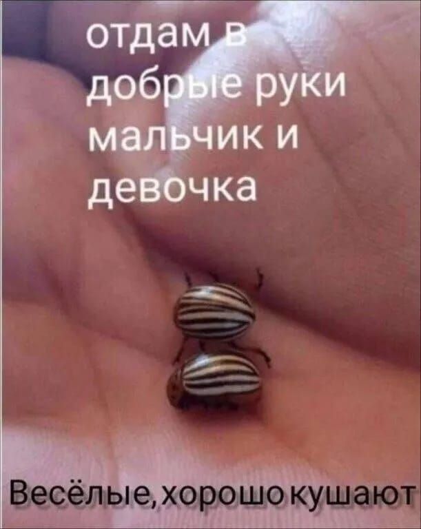 отдам в добрые руки мальчик и девочка
Весёлые, хорошо кушают