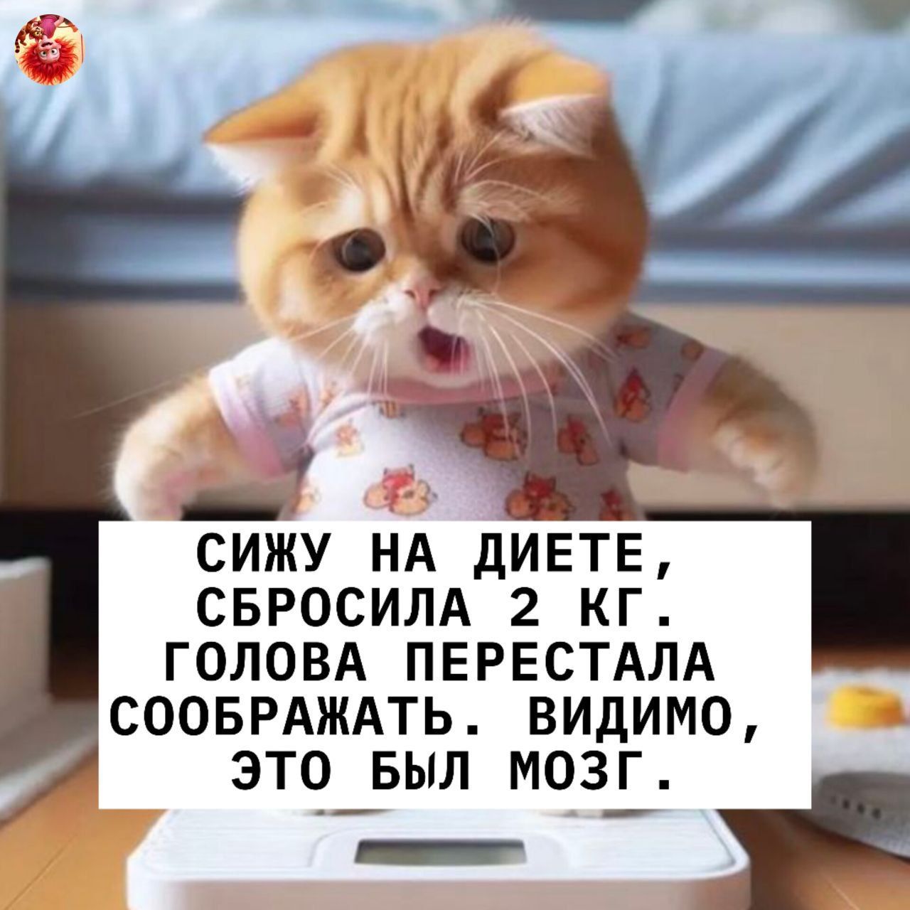 СИЖУ НА ДИЕТЕ, СБРОСИЛА 2 КГ. ГОЛОВА ПЕРЕСТАЛА СОображать. ВИДИМО, ЭТО БЫЛ МОЗГ.
