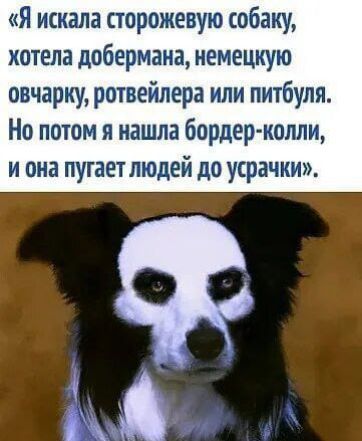 «Я искала сторожевую собаку, хотела добермана, немецкую овчарку, ротвейлера или питбуля. Но потом я нашла бордер-колли, и она пугает людей до усрачки».