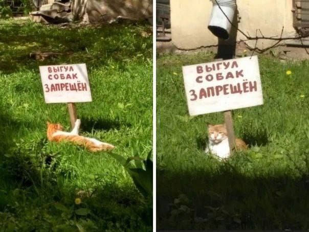 Выгу́л соба́к запреще́н