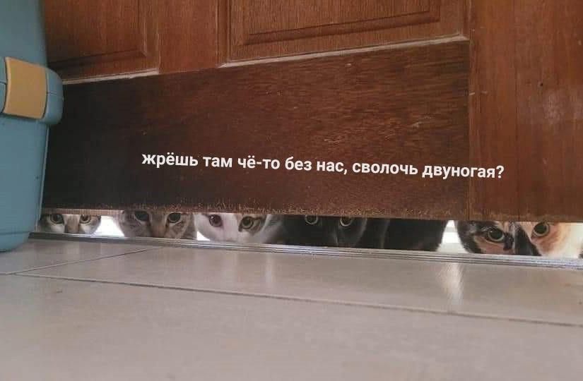 жрёшь там чё-то без нас, сволочь двуногая?