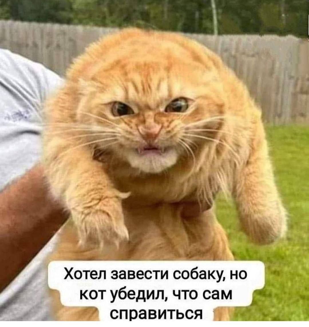 Хотел завести собаку, но кот убедил, что сам справится.