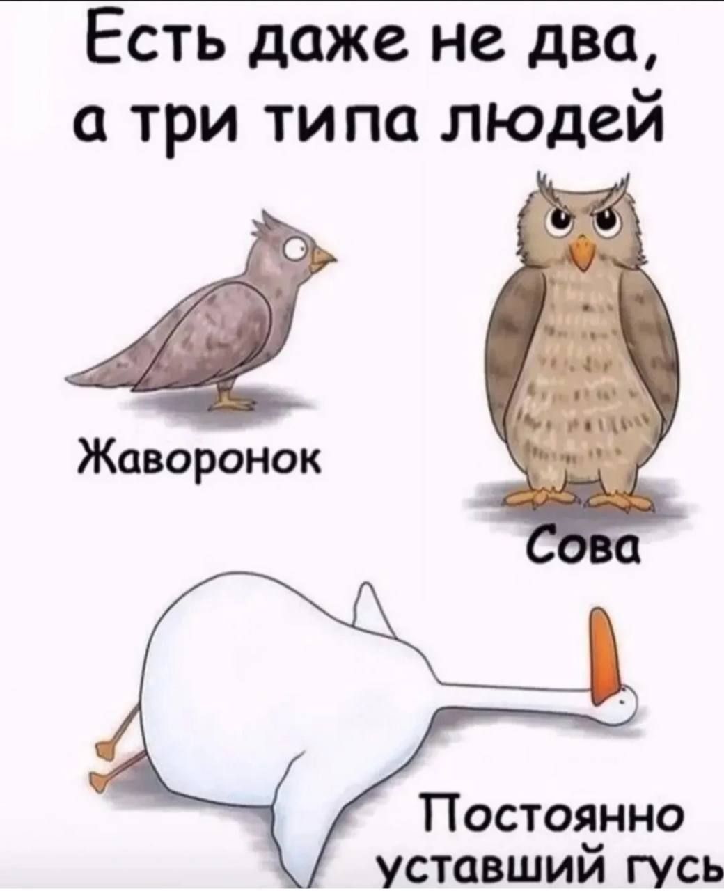Есть даже не два, а три типа людей. Жаворонок. Сова. Постоянно уставший гусь.