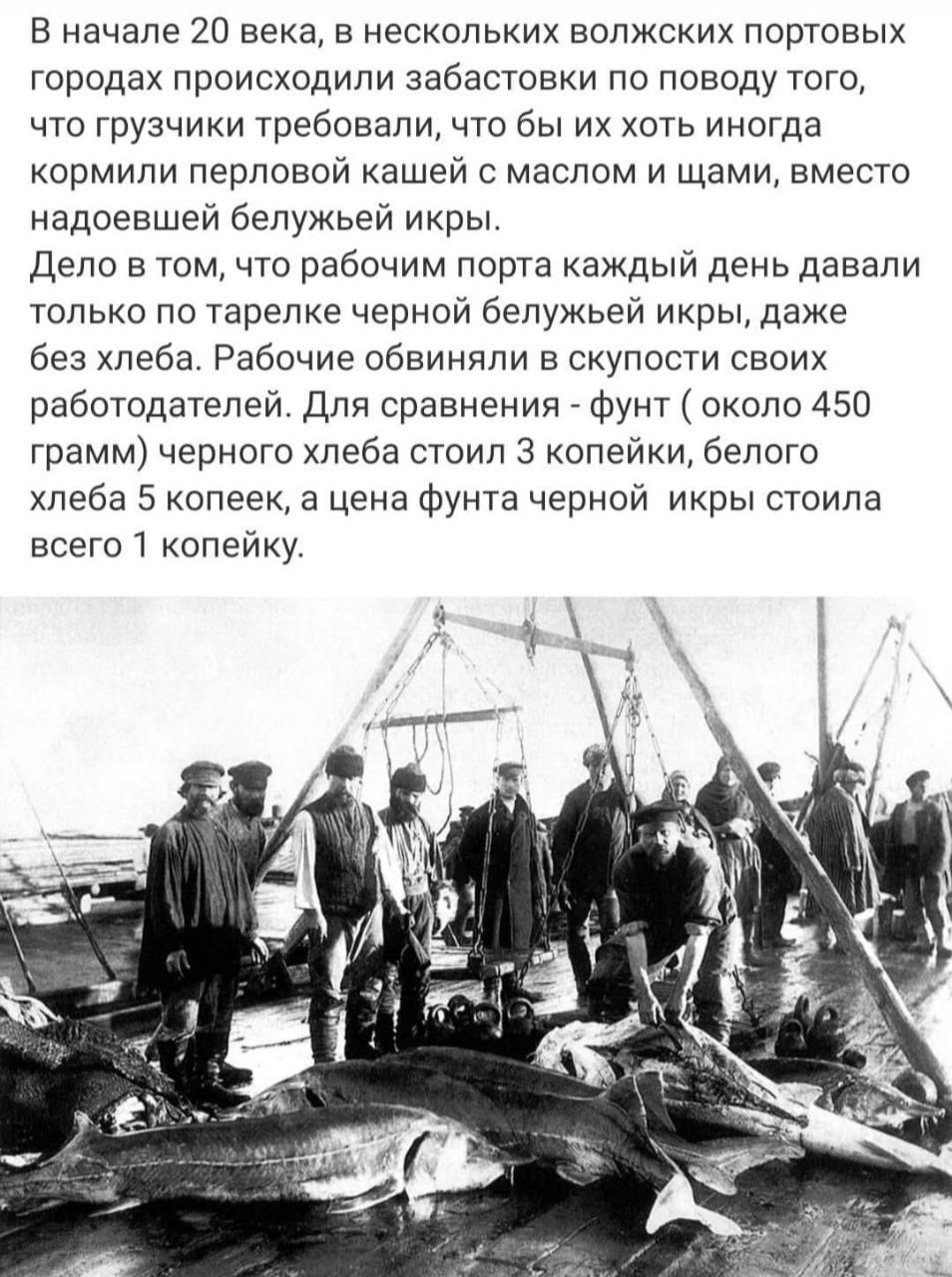 В начале 20 века, в нескольких волжских портовых городах происходили забастовки по поводу того, что грузчики требовали, чтобы их хоть иногда кормили перловой кашей с маслом и щами, вместо надоевашей белужьей икры.
Дело в том, что рабочим порта каждый день давали только по тарелке черной белужьей икры, даже без хлеба. Рабочие обвиняли в скупости своих работодателей. Для сравнения - фунт (около 450 грамм) черного хлеба стоил 3 копейки, белого хлеба 5 копеек, а цена фунта черной икры стоила всего 1 копейку.