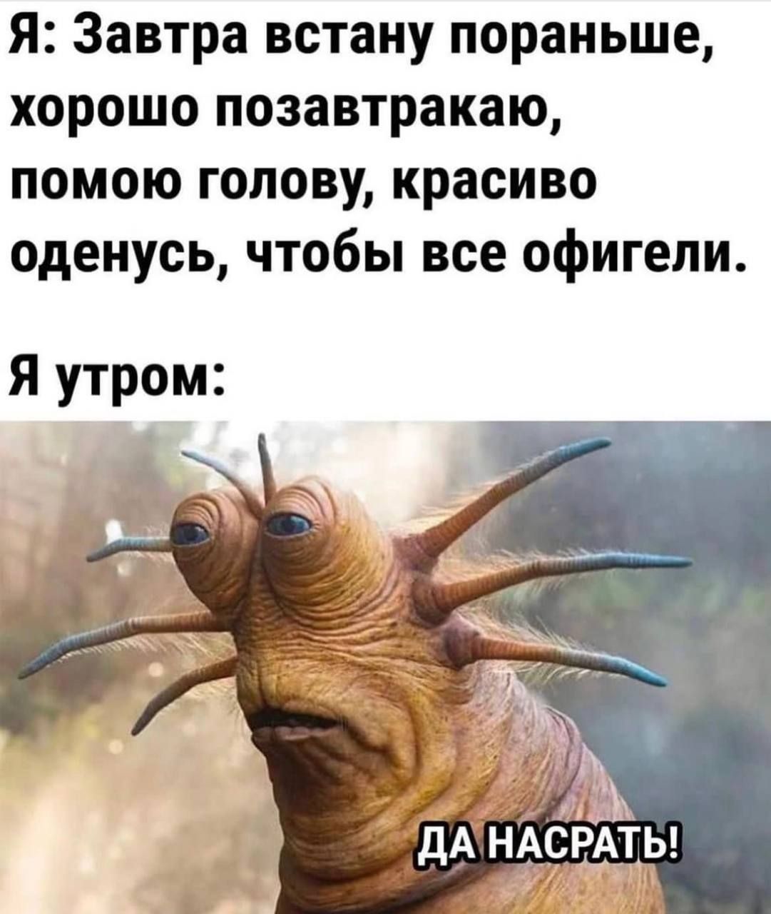 Я: Завтра встану пораньше, хорошо позавтракаю, помою голову, красиво оденусь, чтобы все офигели.
Я утром: ДА НАСРАТЬ!