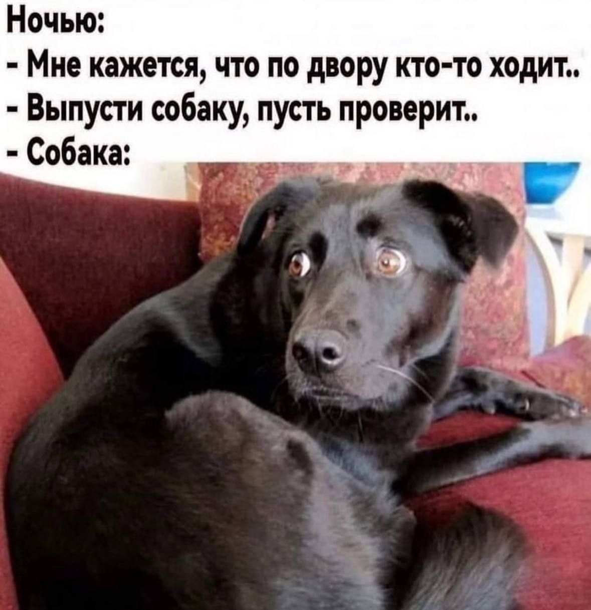 Ночью:
- Мне кажется, что по двору кто-то ходит..
- Выпусти собаку, пусть проверит..
- Собака: