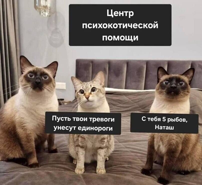 Центр психокотической помощи
Пусть твои тревоги унесет единорог
С тебя 5 рыбов, Наташ