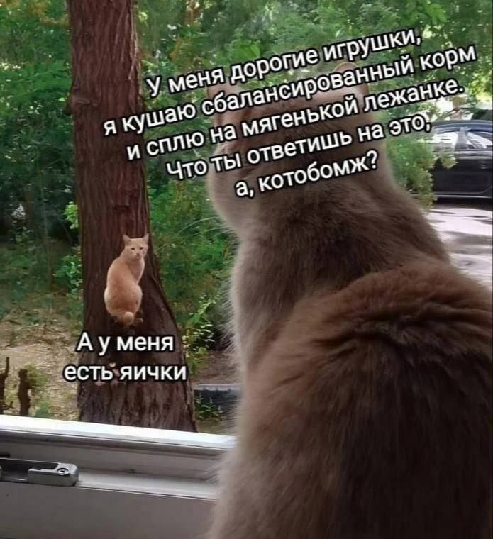 У меня дорогие игрушки, я кушаю сбалансированный корм и сплю на мягенькой лежанке. Что ты ответишь на это, а, котобомж? А у меня есть яички