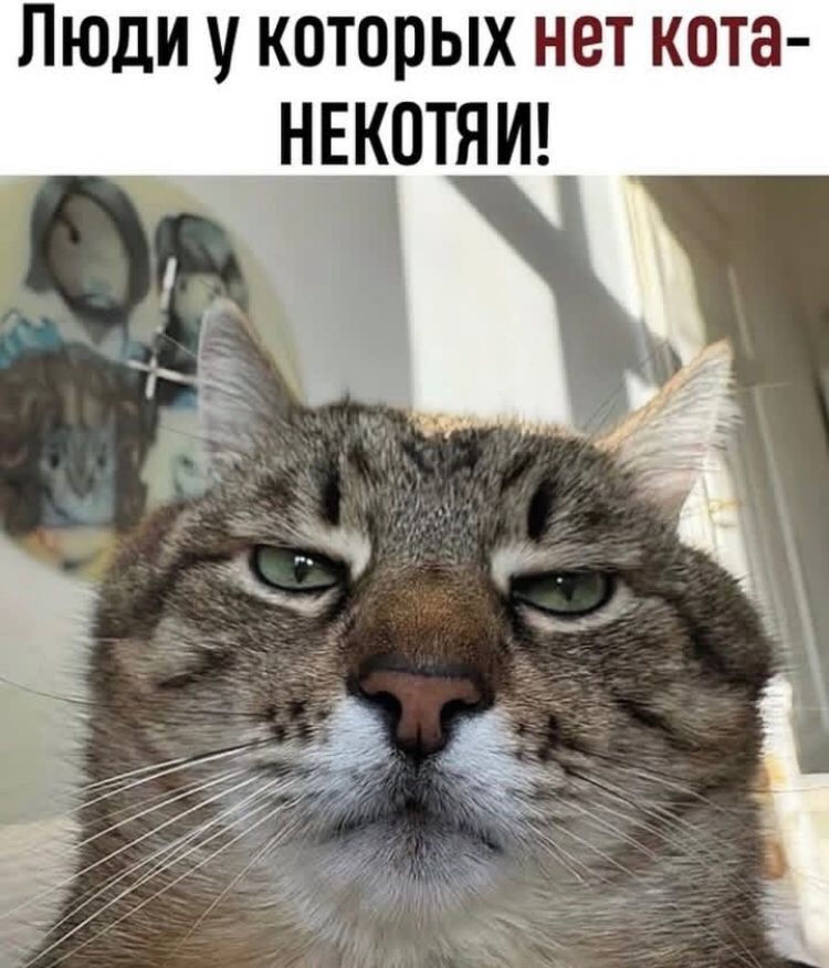 Люди у которых нет кота - НЕКОТЯИ!