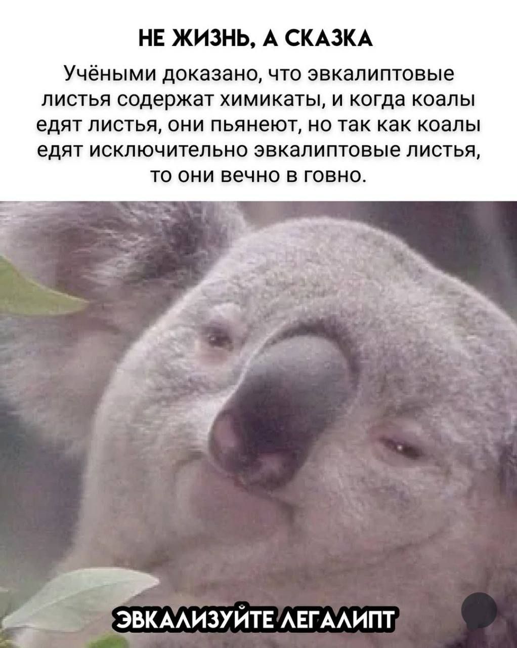 НЕ ЖИЗНЬ, А СКАЗКА
Учеными доказано, что эвкалиптовые листья содержат химикаты, и когда коалы едят листья, они пьянеют, но так как коалы едят исключительно эвкалиптовые листья, то они вечно в говно.
ЭВКАЛИЗУЙТЕ ЛЕГАЛИПТ