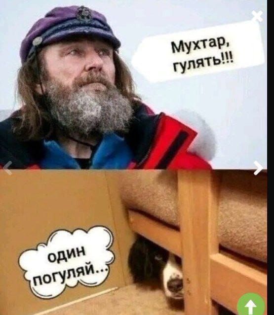 Мухтар, гулять!!!
один погуляй..