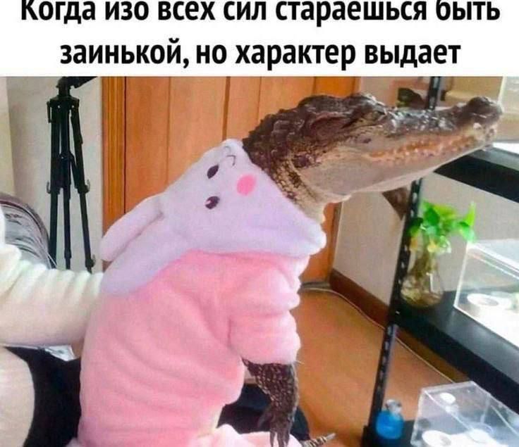Когда изо всех сил стараешься быть зайкой, но характер выдает.