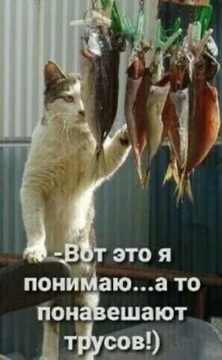 -Вот это я понимаю…а то понавешивают трусов!)