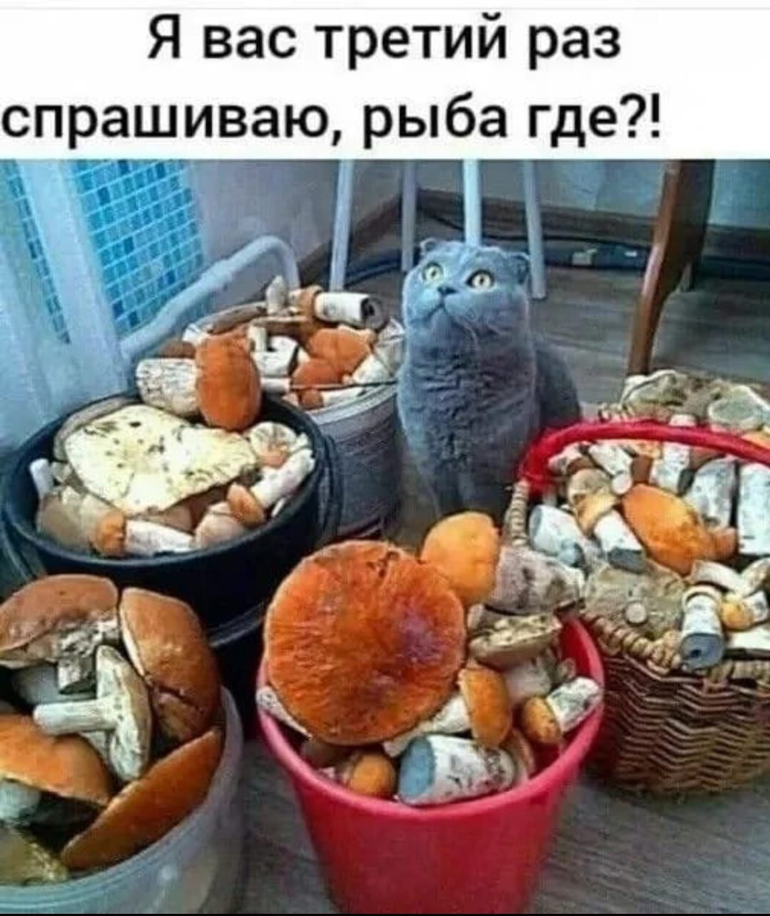 Я вас третий раз спрашиваю, рыба где?!