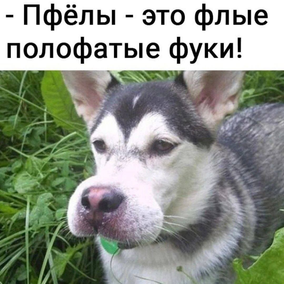 - Пфёлы - это флые полохатые фуки!