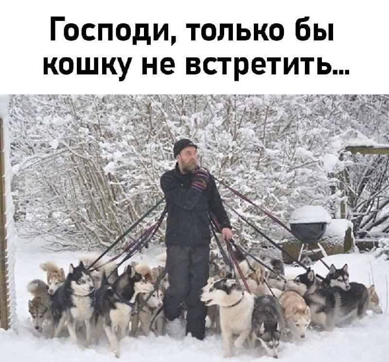 Господи, только бы кошку не встретить...