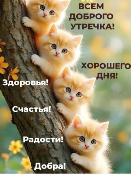ВСЕМ ДОБРОГО УТРЕЧКА! ХОРОШЕГО ДНЯ! Здоровья! Счастья! Радости! Добра!