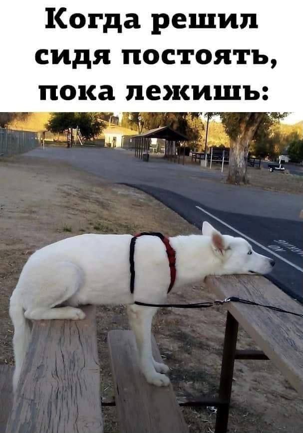 Когда решил сидя постоять, пока лежишь: