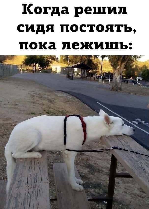 Когда решил сидя постоять, пока лежишь: