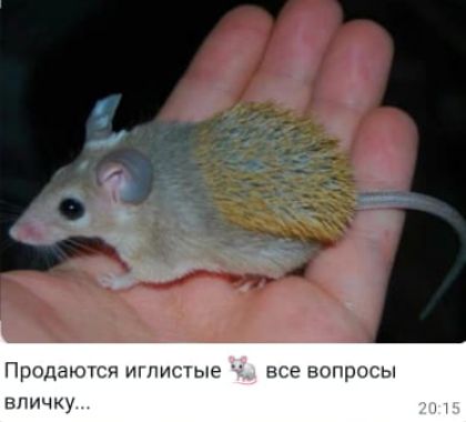 Продаются иглистые 🐭 все вопросы в личку...
