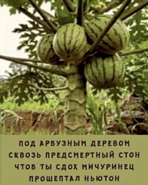 ПОД АРБУЗНЫМ ДЕРЕВОМ СКВОЗЬ ПРЕДСМЕРТНЫЙ СТОН ЧТОБЫ ТЫ СДОХ МИЧУРИНЕЦ ПРОШЕПТАЛ НЬЮТОН