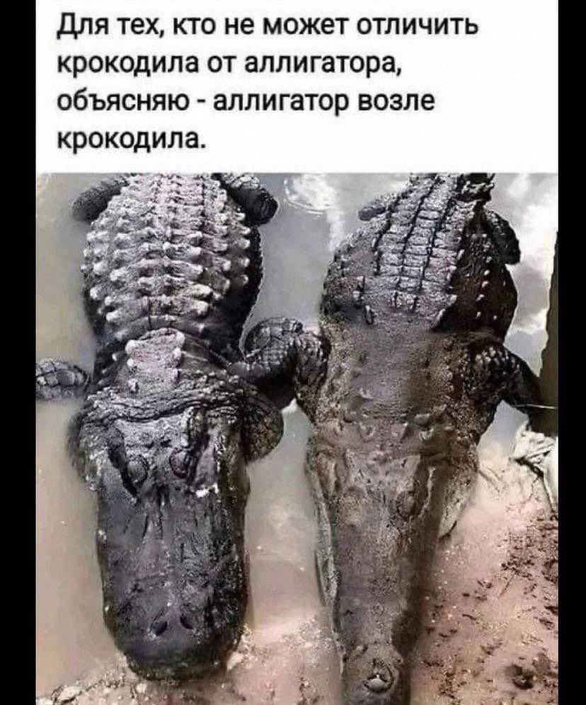 Для тех, кто не может отличить крокодила от аллигатора, объясню - аллигатор возле крокодила.