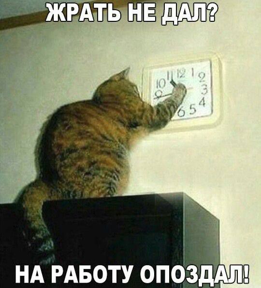 Жрать не дал? На работу опоздал!
