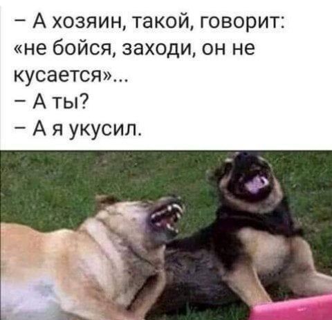 – А хозяин, такой, говорит: «не бейся, заходи, он не кусается»... – А ты? – А я укусил.
