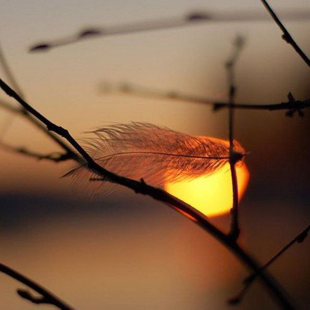 Закат за ветками; тонкое перо застряло на ветке на переднем плане