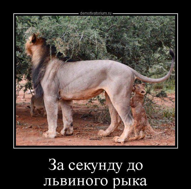 За секунду до львиного рыка