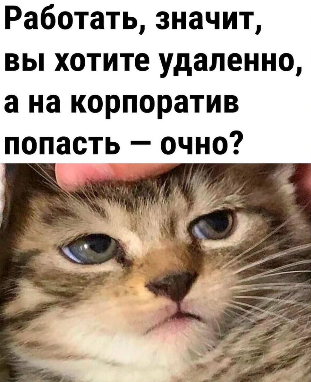 Работать, значит, вы хотите удаленно, а на корпоратив попасть — очно?