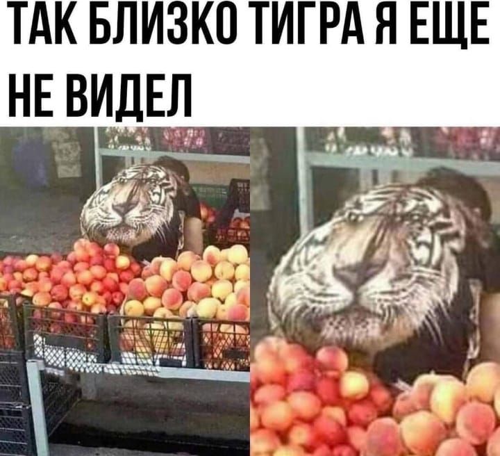 ТАК БЛИЗКО ТИГРА Я ЕЩЕ НЕ ВИДЕЛ