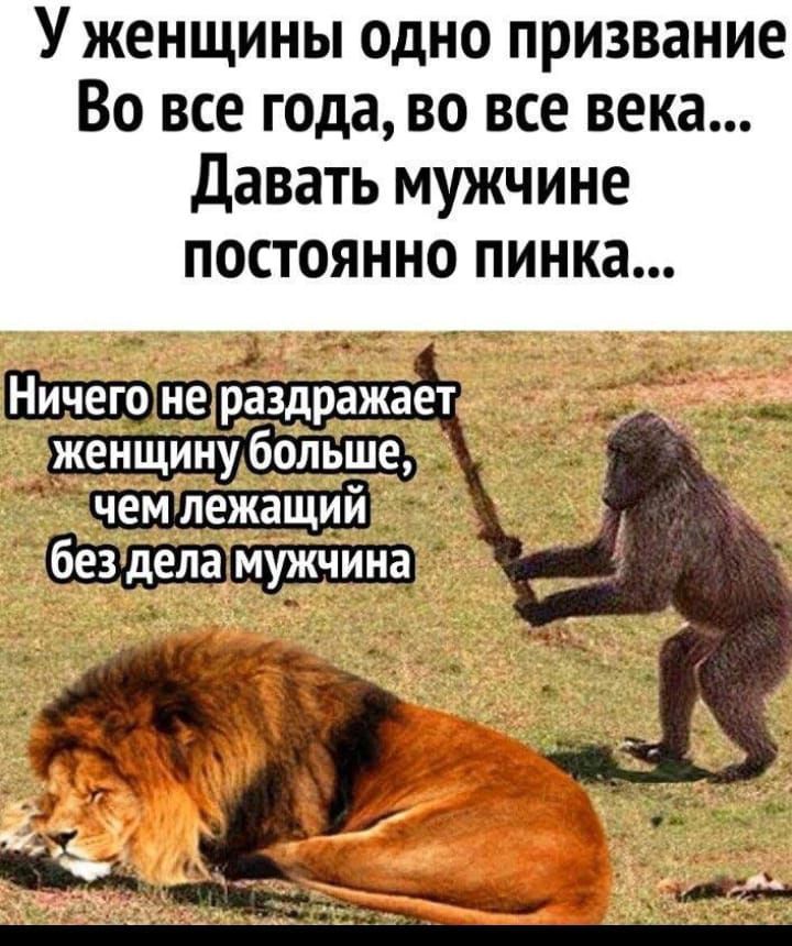 У женщины одно призвание Во все года, во все века... Давать мужчине постоянно пинка... Ничего не раздражает женщину больше, чем лежащий без дела мужчина