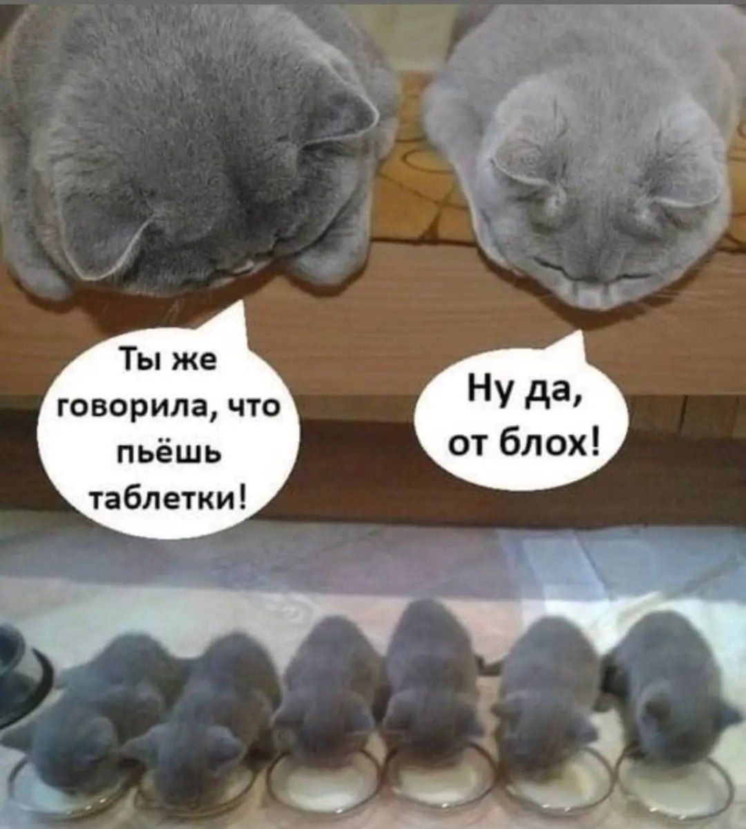 Ты же говорила, что пьёшь таблетки! Ну да, от блох!